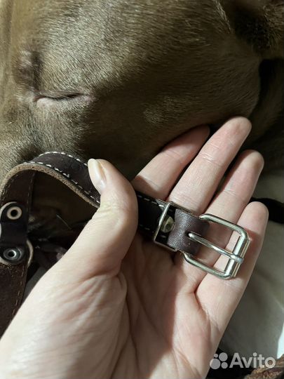 Ошейник и поводок для собак