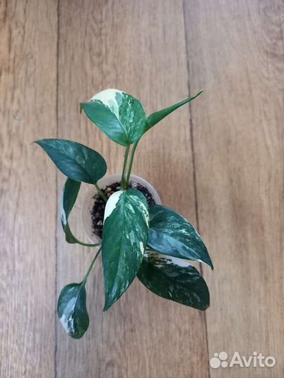 Сциндапсус сортовой