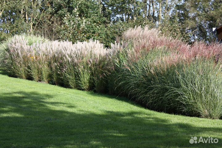Мискантус разные сорта (предзаказ)