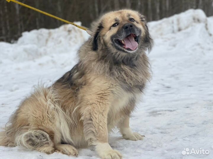 Метис кавказской овчарки в дар