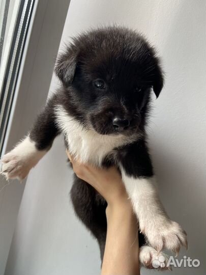 Щенки хаски в добрые руки