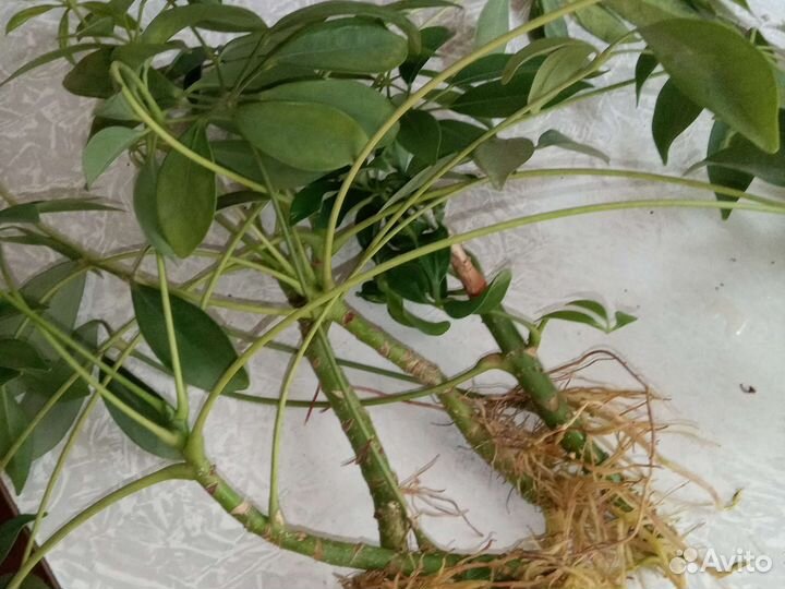 Шефлера -отростки