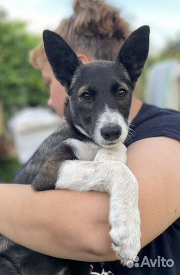 Спасите щенка от небольшой собачки