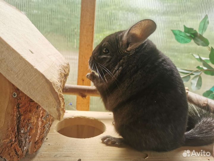 Шиншиллы из питомника