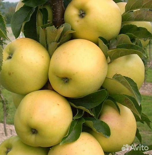 Саженцы яблони Медок