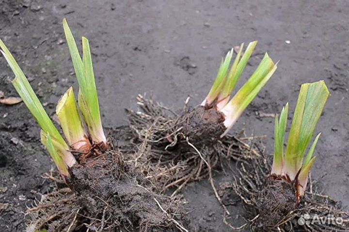 Ирисы сортовые