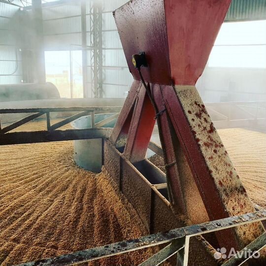Услуга сушки зерна, кукурузы, масленичных,бобовых