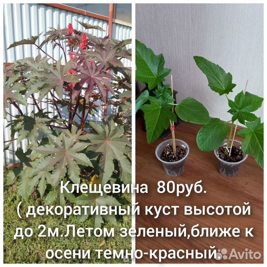 Клещевина,Колеус микс,статица