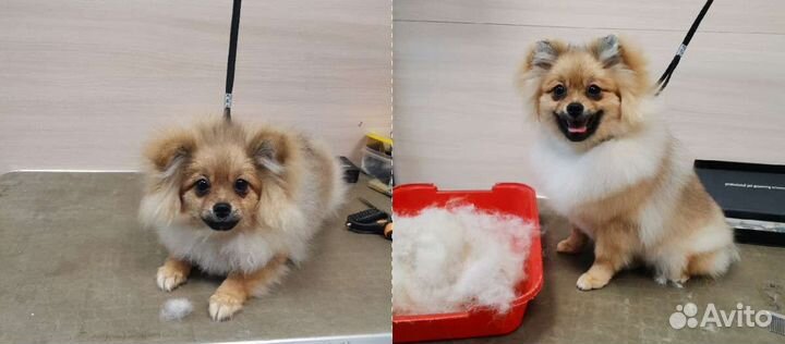 Грумер. Груминг собак, стрижка кошек(выезда нет)