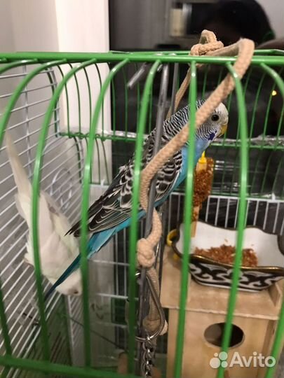 Пара волнистых попугаев