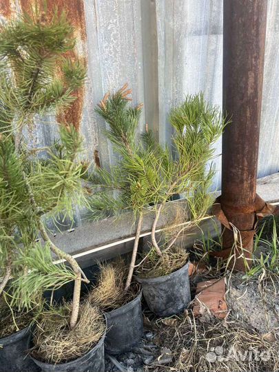 Сосна горная мугус