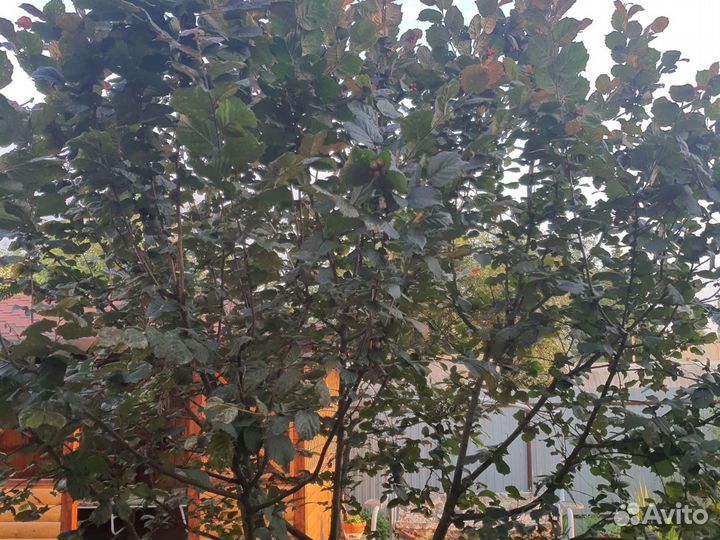 Дерево орех,продам