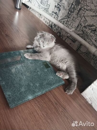Котята