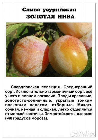 Саженцы сливы