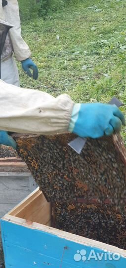 Пасики для пчеловода