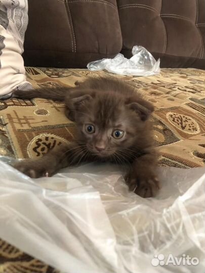 Британская вислоухая кошка