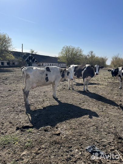 Коровы, телочки и бычки