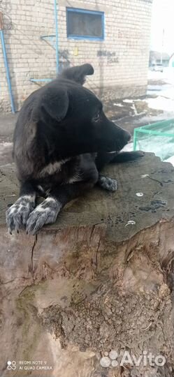 Щенок в добрые руки