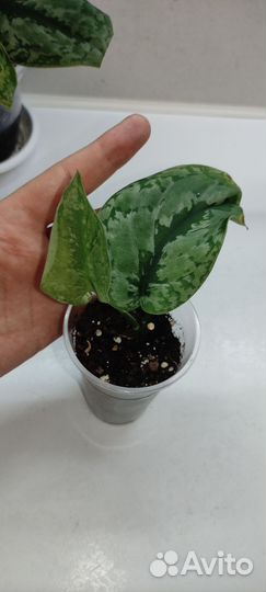 Сциндапсусы