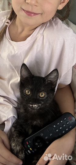 Потерялся котенок