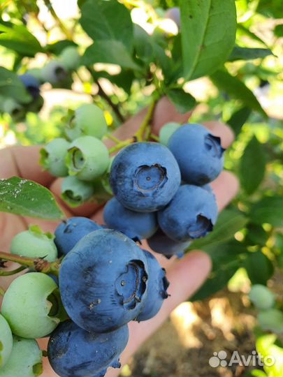 Голубика садовая саженцы