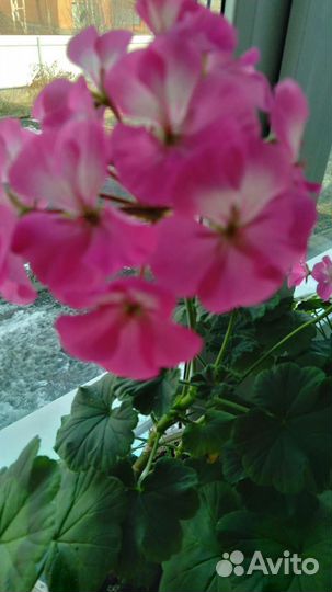 Пеларгония герань