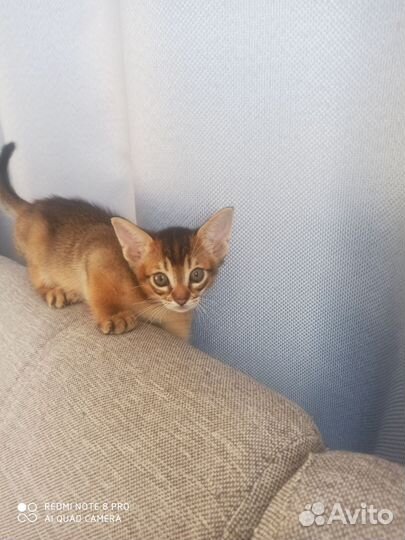 Аббисинский котенок