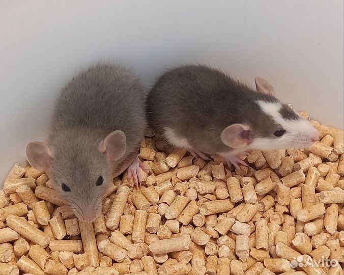 Крысята мальчики Дамбо и Стандарт,разные окрасы