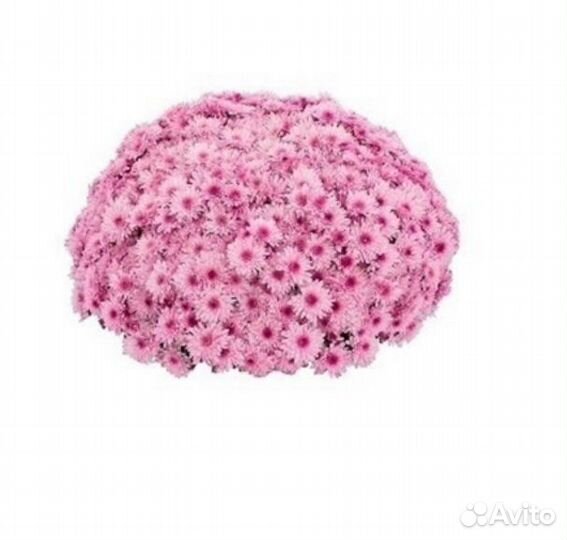 Хризантема мультифлора и корейская