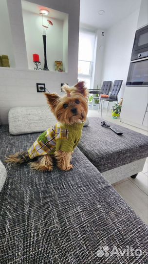 Йоркширский терьер вязка, мальчик