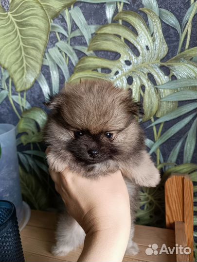 Щенки шпица