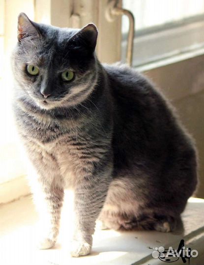 Ищем дом кошечке Мурке