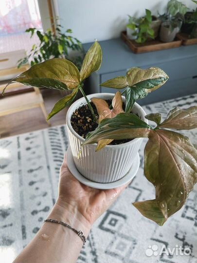 Сингониум ред спот