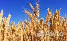 Продам зерно