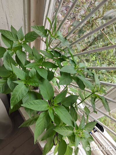 Перец красный комнатный острый