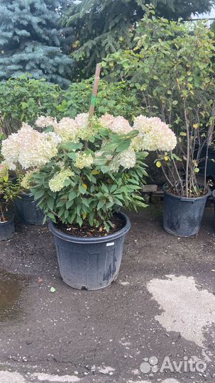 Гортензия в ассортименте