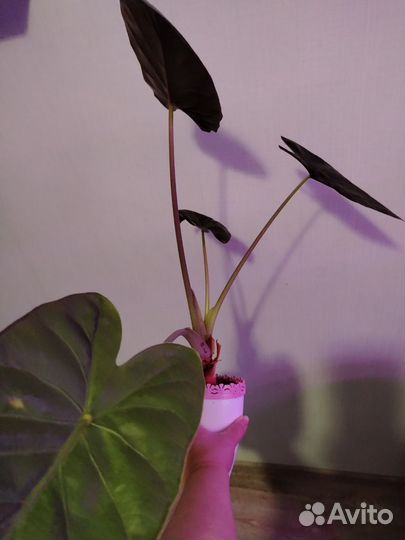 Алоказия регал шилдс