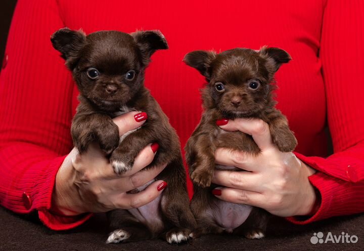 Шоколадные братик и сестричка