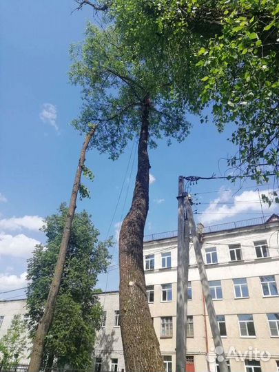 Спил деревьев