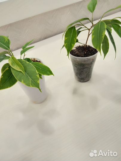 Фикус бенджамина пестролистный