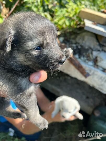 Отдам в добрые руки