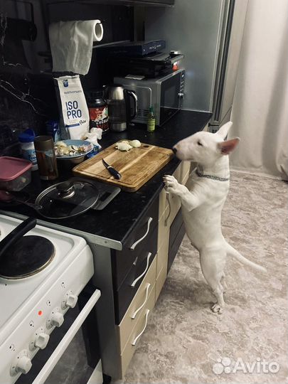 Стандартный бультерьер