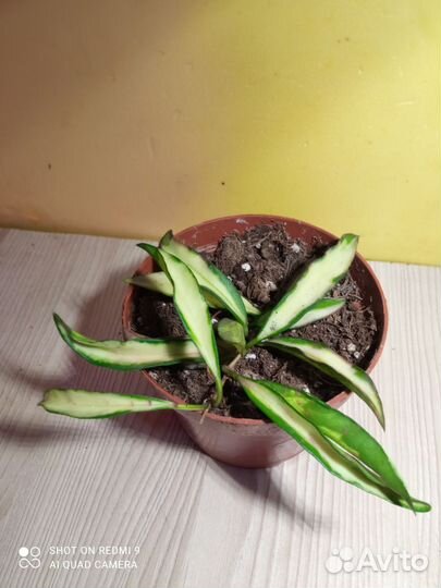 Комнатные растения