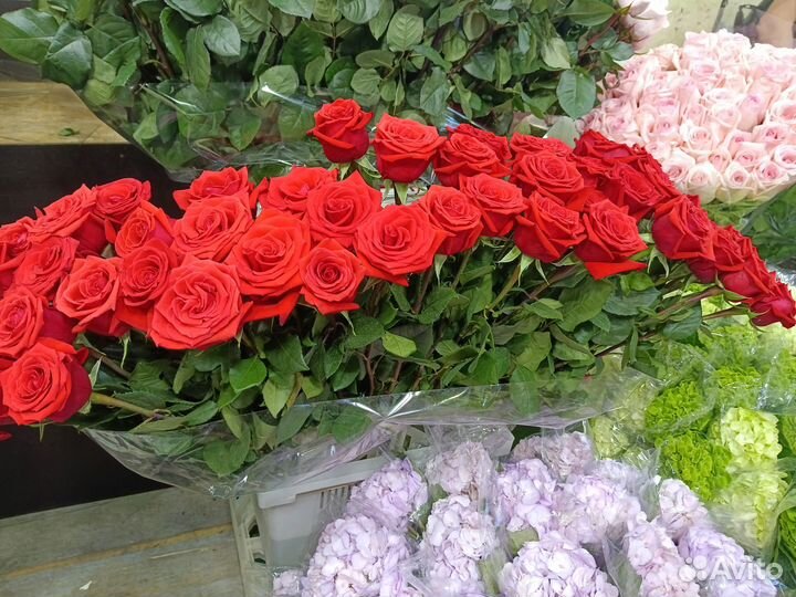 Розы эквадор