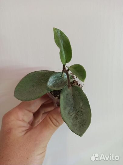 Хойя (разные сорта)