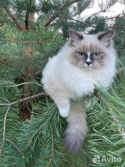 Невский маскарадный кот с документами