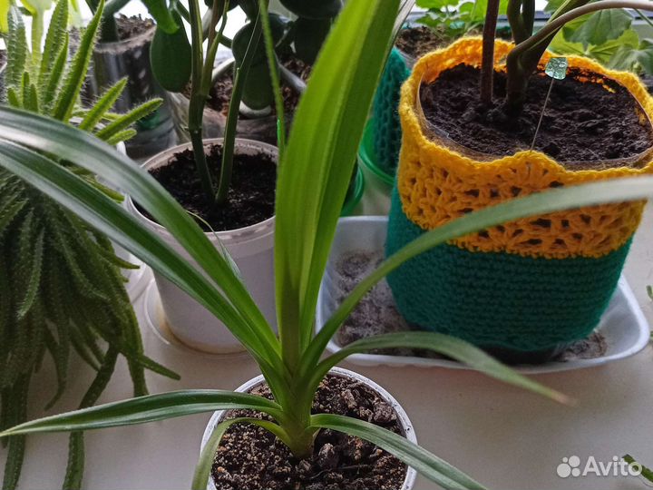 Панданус,толстянка,кислица