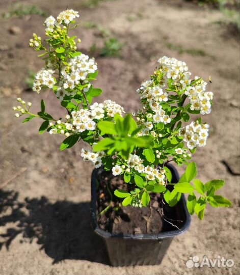 Саженцы Спирея Snowmound (Снежная Гора)