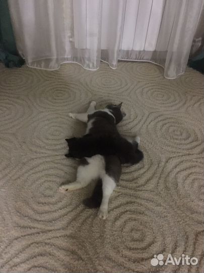Кошки в добрые руки