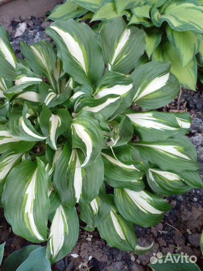 Хосты Большие кусты